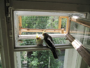 Aviara pentru papagal pe balcon