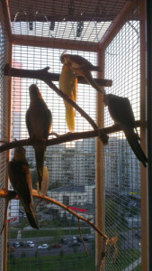 Вольєр для папуги на балконі