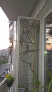 Вольєр для папуги на балконі