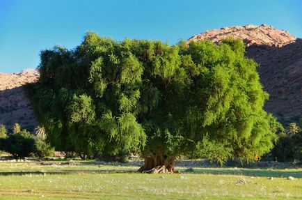 Magic cosmetice din Maroc