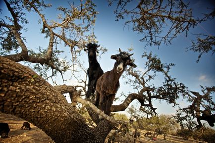 Magic cosmetice din Maroc