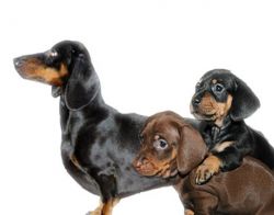 Educația dachshunds