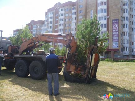 Dușmani ai copacilor