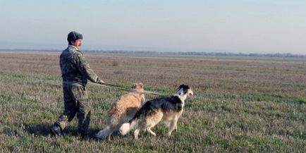 Всеукраїнські змагання хортів 2013 - про полювання і собаках