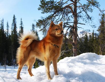 Caracteristicile rasei universale de vânătoare de câini Spitz finlandez