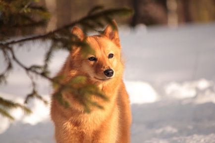 Caracteristicile rasei universale de vânătoare de câini Spitz finlandez