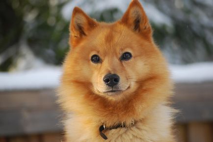 Caracteristicile rasei universale de vânătoare de câini Spitz finlandez