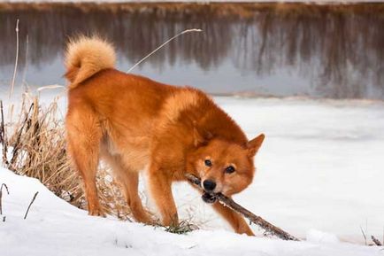 Caracteristicile rasei universale de vânătoare de câini Spitz finlandez