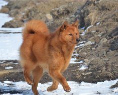 Caracteristicile rasei universale de vânătoare de câini Spitz finlandez
