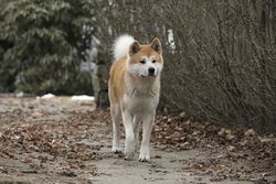 Hachiko este prietenul cel mai loial