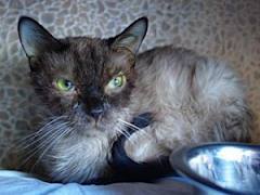 Хламідіоз у кішок (кошенят, котів); симптоми хламідій