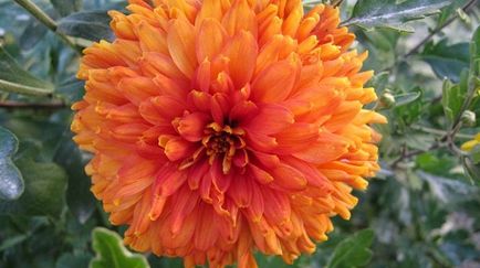 Chrysanthemum Indian, trăsături de cultivare și îngrijire, video
