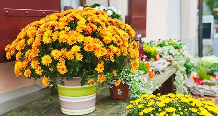 Chrysanthemum Indian, trăsături de cultivare și îngrijire, video