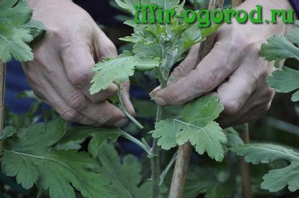 Un amestec indian de chrysanthemum crescând din semințe