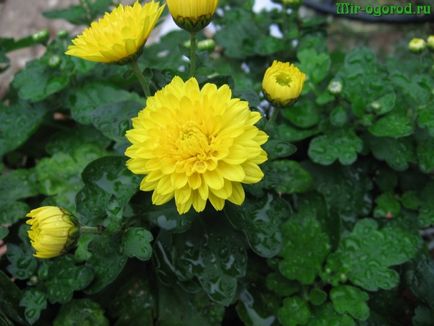 Un amestec indian de chrysanthemum crescând din semințe