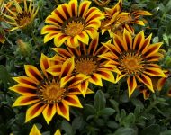 Chrysanthemum indicum elegyet növekvő magról