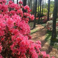 Japonez Garden Azalea - plantare și îngrijire