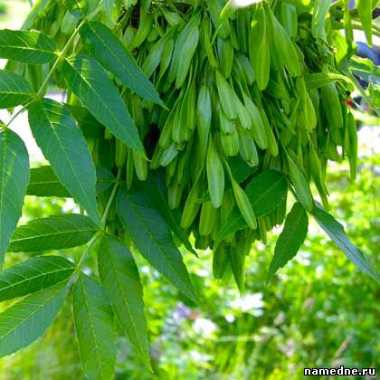 Cenușă obișnuită - proprietăți medicinale - nume de plante I - plante medicinale - rețete folclorice -