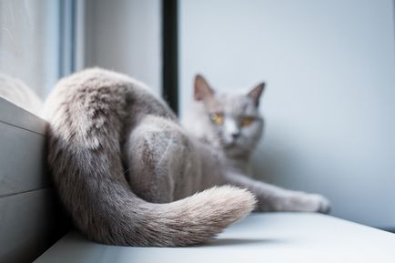 Miért a macska farka (amit egy macska farka) Miért a macska farka