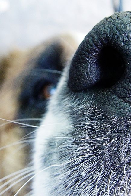 Навіщо собакам вуса