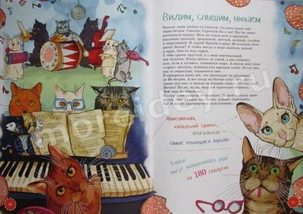 Цікава зоологія кіт і скунс, more творчих ідей для дітей