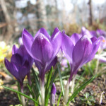 Védje a hagymákat a tulipánok és liliomok rágcsálók, Kertészet