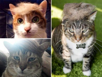 Затрампь кота коти в перуках з власної вовни атакують інтернет, умкра