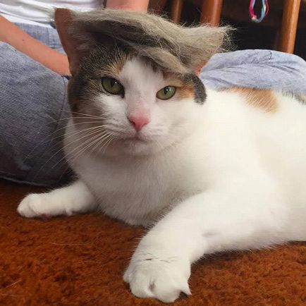 Lost pisica de pisica in peruci de la propriul atac de lana de pe internet, umkra