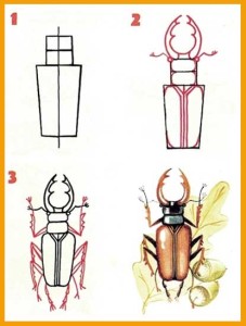 Beetles - desen pas cu pas cu copii de insecte, scrawl