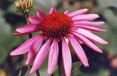 A magazin „Méhészeti” - Echinacea purpurea