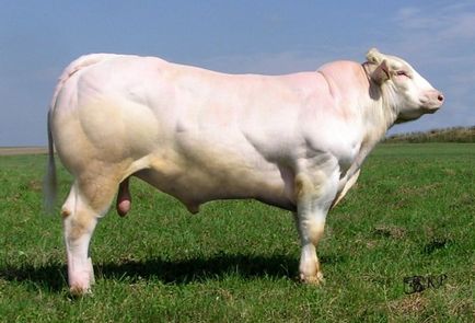 Моторошні корови-мутанти ось яке м'ясо лежить на прилавках магазинів