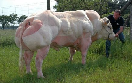 Моторошні корови-мутанти ось яке м'ясо лежить на прилавках магазинів