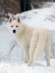 Téli séta, ha a lábak fagyasztás kutyáknál