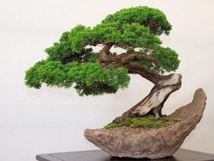 Introducere în bonsai unde să începeți (partea 1)