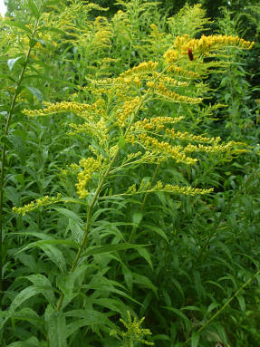 Solidago лечебни свойства и приложения