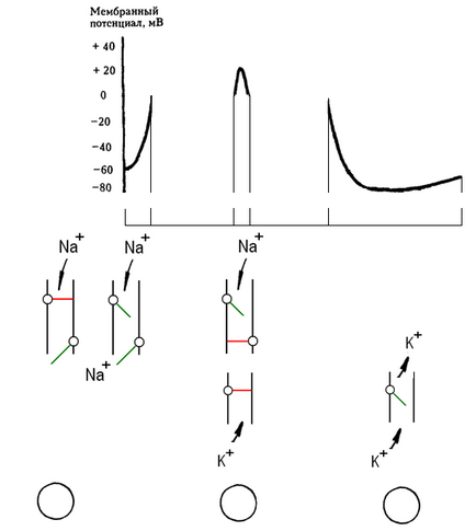 04_Pr4 depolarizarea membranei celulare