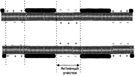 04_Pr4 depolarizarea membranei celulare