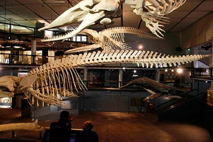 10 muzee incredibile de dinozauri