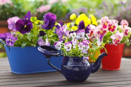 18 moduri de a aranja o grădină pe balcon și de a construi flori magnifice înflorire, o casă frumoasă și grădină