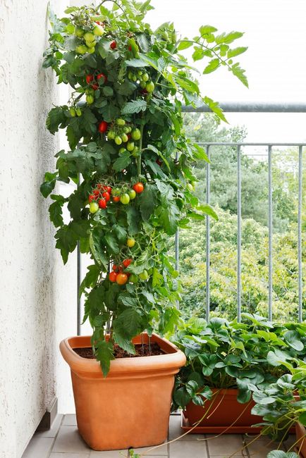 18 moduri de a aranja o grădină pe balcon și a construi flori magnifice înflorite, o casă frumoasă și o grădină