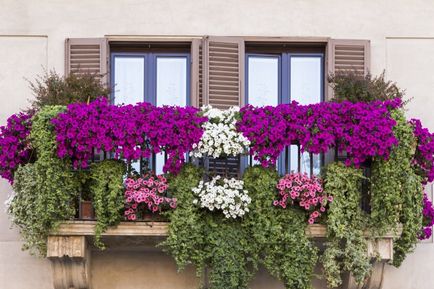 18 moduri de a aranja o grădină pe balcon și de a construi flori magnifice înflorire, o casă frumoasă și grădină