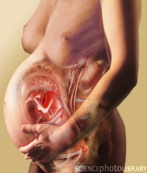 24 Тиждень вагітності положення плода, передлежання плода