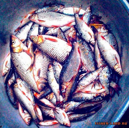 27 Tablouri pentru pescuitul de roach