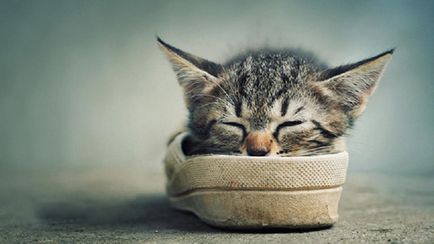 30 Varázslatos alvó cica, akinek alvás talált a távon
