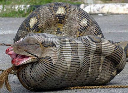 9 mic dejun de șarpe care sa încheiat cu un rezultat letal (aligator birman python) 9 mic dejun cu șarpe care sa încheiat cu un rezultat letal