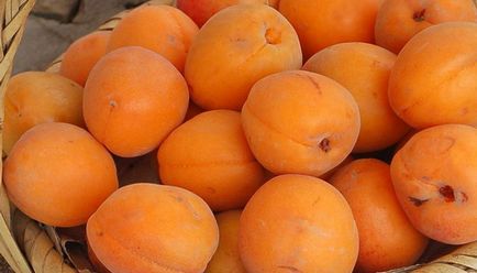 Sárgabarack fa és a kő, és itt született a gyümölcs a fán kajszi leírás (description) Sárgabarack fa és a kő, és itt született a gyümölcs a fán kajszi leírás