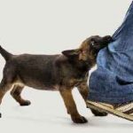 Агресія у собак на господарів, до інших собакам, види способи прояви і виявлення, лікування, на