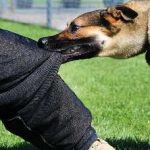 Агресія у собак на господарів, до інших собакам, види способи прояви і виявлення, лікування, на