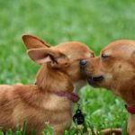 Agresszió a kutyák tulajdonosai, más kutyákkal, és különféle módon mutatják azonosítás, kezelés