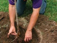 Agrotehnică de cultivare de culturi de grădină, agromir